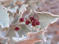 Desert Holly