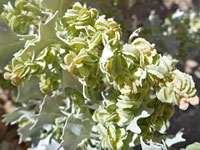 Greenish inflorescence