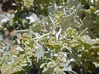 Pistillate flowers