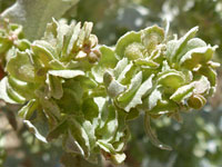 Flowers and bracts