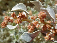 Staminate flowers