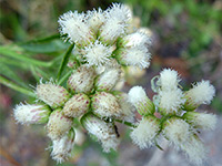 Baccharis glutinosa