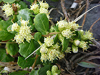 Baccharis pilularis