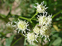 Baccharis salicifolia