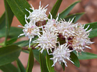 Baccharis salicina