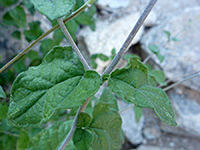 Leaves and stem