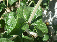 Leaves, Shiny green leaves of bahiopsis parishii, in Tubb Canyon, Anza Borrego Desert State Park, California