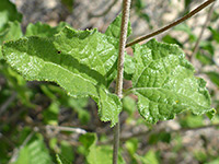 Opposite leaves