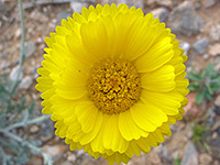 Desert Marigold