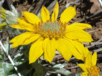 Arrowleaf balsamroot 
