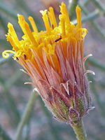 Bebbia juncea