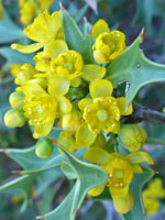 Berberis harrisoniana