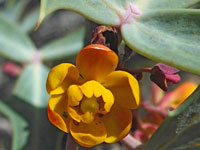 Berberis trifoliolata