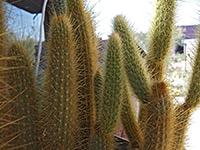 Golden cereus, Arizona-Sonora Desert Museum
