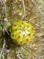 Green bud