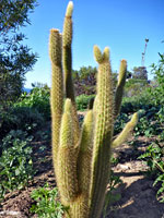 Clustered stems