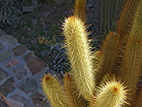 Golden spines of bergerocactus emoryi