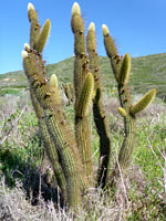 Golden cereus