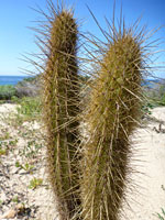 Two golden cereus stems