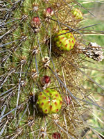 Flower buds of golden cereus