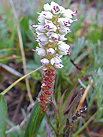 Purple anthers