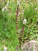 Branched stem