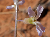 Boechera formosa