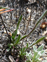 Basal leaves