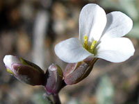 White flower