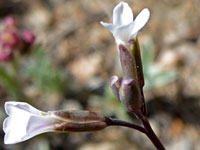 Four-flower cluster