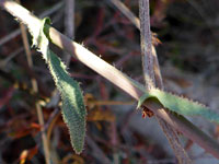 Branched hairs