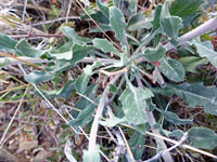 Basal leaves