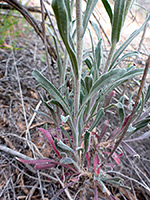 Leaves and stems