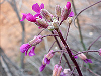 Perennial rockcress