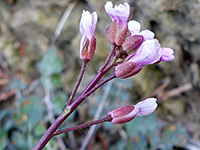 Sparsely hairy calyces