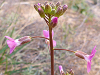 Flowers and buds