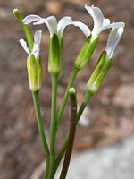 Boechera stricta