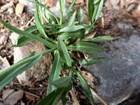 Narrow leaves