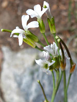 Drummond's Rockcress