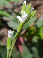 Hairless inflorescence