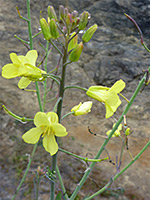 Flowers and fruits