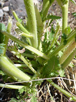 Hairy stems