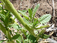 Leaves and stem