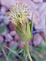 Brickellia atractyloides