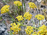 Bupleurum americanum