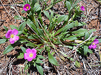 Leaves and flowers