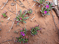 Group of plants