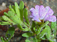 Calibrachoa parviflora