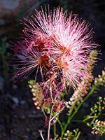 Calliandra eriophylla