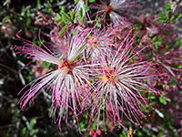 Long stamens